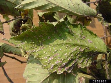 Anthracnose (Elm)